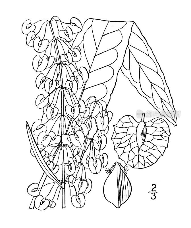 古董植物学植物插图:Rumex Patientia，耐心码头